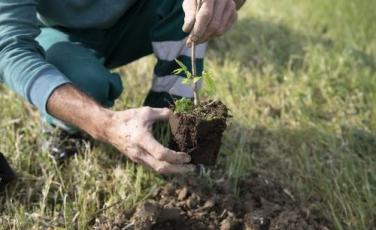ambiente forestazione
