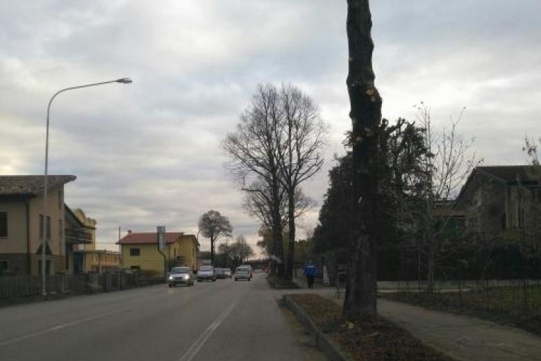 POTATURA DEI TIGLI SULLA SP 64 VIA CALLALTA NEL CENTRO DEL COMUNE DI PRAMAGGIORE