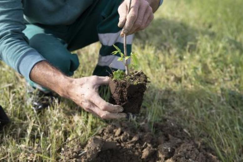 ambiente forestazione